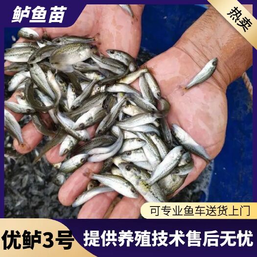 绵阳鲈鱼苗四川 优鲈3号鲈鱼苗 鱼场批发直销 提供技术指导包运输