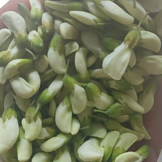 唐河县出售精品槐花槐米