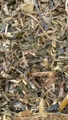 临泉县黄储草料 牛羊草料青储 玉米秸秆草料青储 牛草羊草 黄储