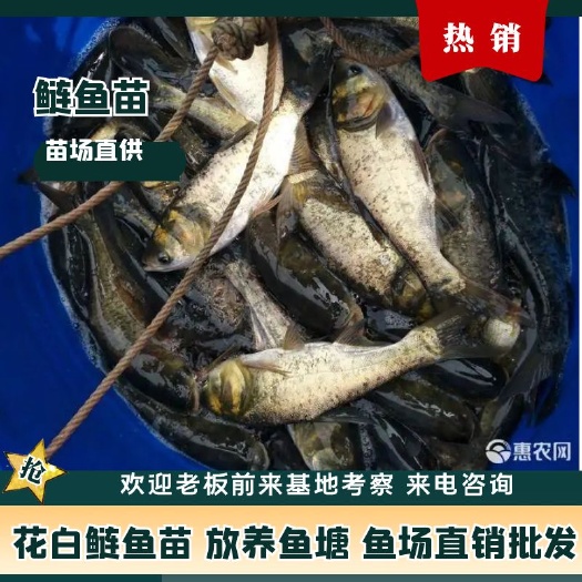 四川鲢鱼苗热销花白鲢鱼苗 放养鱼塘 鱼场直销批发 包运输下塘