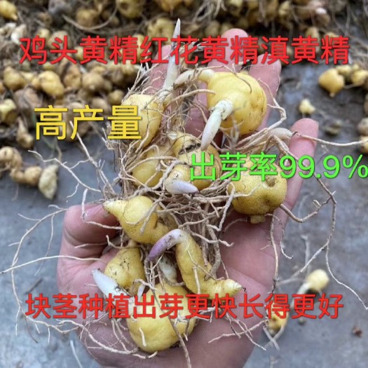 峨边县黄精苗 鸡头黄精苗头 多花易种植 四季可种植