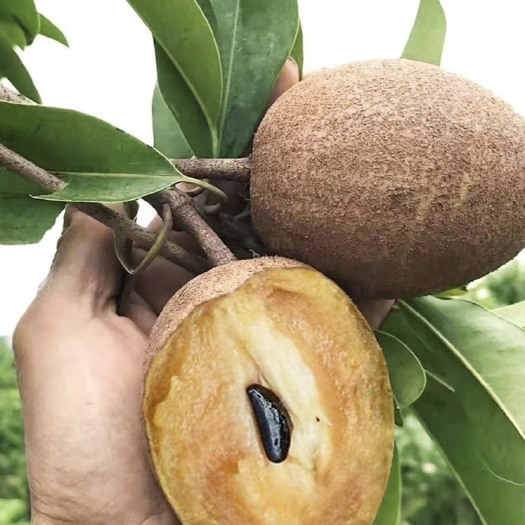 普宁市人心果，仁心果树苗