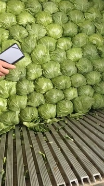 河南圆包菜，规模种植，价格低。视频看货，线上保障交易。