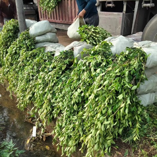 攸县湖南优质油茶苗