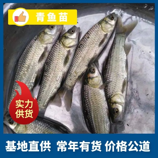 仁寿县青鱼苗 优质青鱼苗 螺丝青长势快 包运输消毒下塘 货到付款