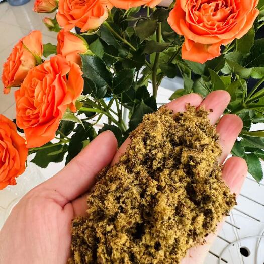 正定县棉籽饼 ！可代替部分豆粕棉粕使用，反刍动物可直接喂食