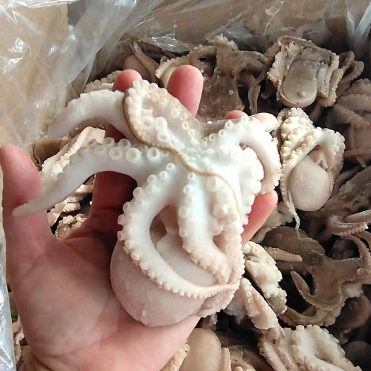 北海八爪鱼 章鱼  爆头八爪鱼 迷你小八爪鱼  短腿八爪鱼
