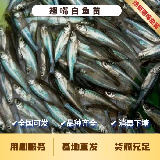热销翘嘴白鱼苗  翘嘴鱼苗鱼场直供 包运输下塘 提供技术指导