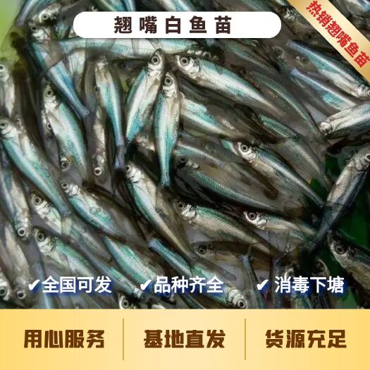 达州热销翘嘴白鱼苗  翘嘴鱼苗鱼场直供 包运输下塘 提供技术指导