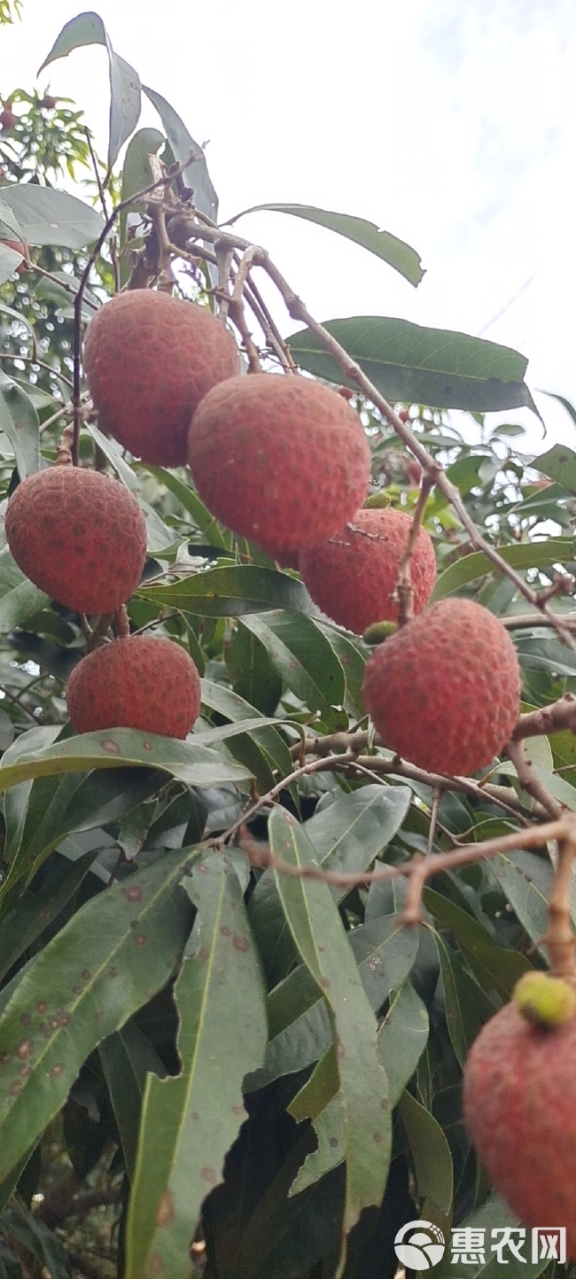 广东省茂名市电白区场地直发黑叶白糖婴白惜妃子笑科技一号荔枝。