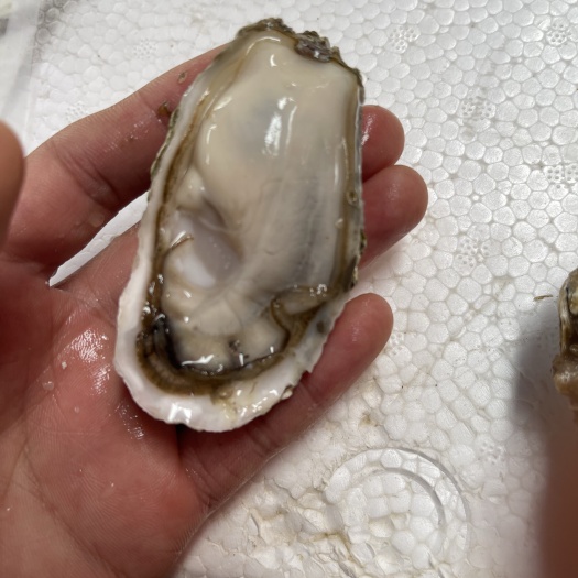 佛山口感鲜甜，肥度8成以上，肥美饱满，适用刺身，蒸煮，烧烤