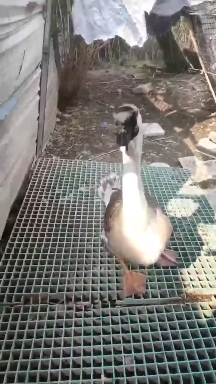 永安市狮头鹅