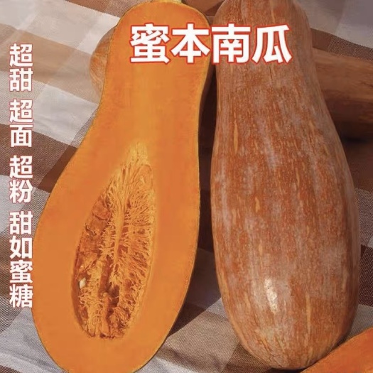邵东市春季优质蔬菜瓜果老南瓜密本南瓜种子耐运输易种蔬果春季播种