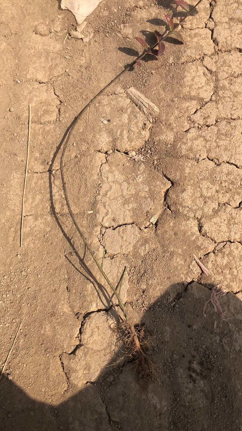 庭院绿化苗木攀缘花卉连翘花连翘苗东北连翘黄花条黄金条树苗