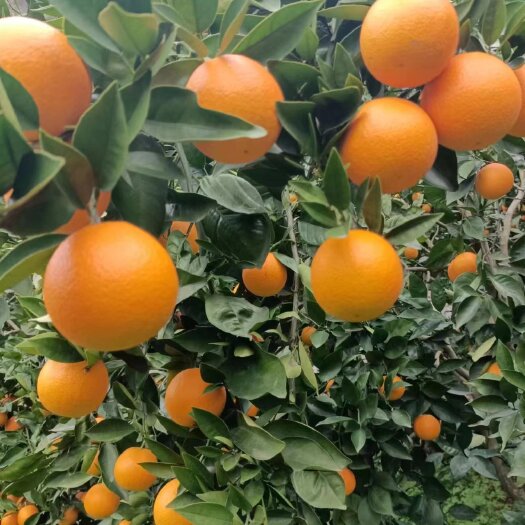 全州县广西桂林夏橙
