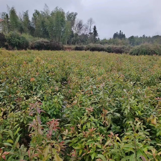 郴州木荷