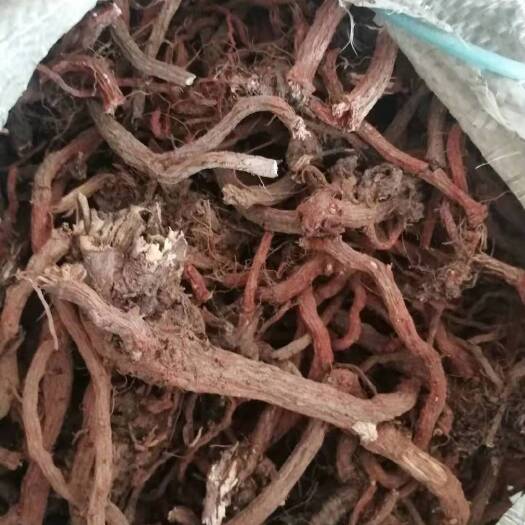 商南县紫花丹参 紫花丹参干货 干净
