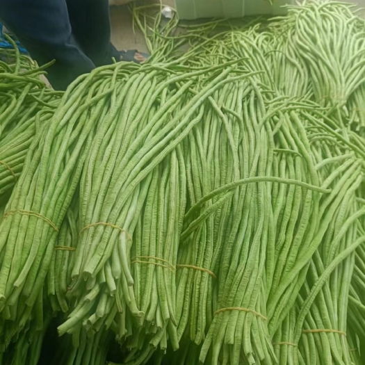合浦县豆角，大量上市了，有需要大量走货的，赶紧