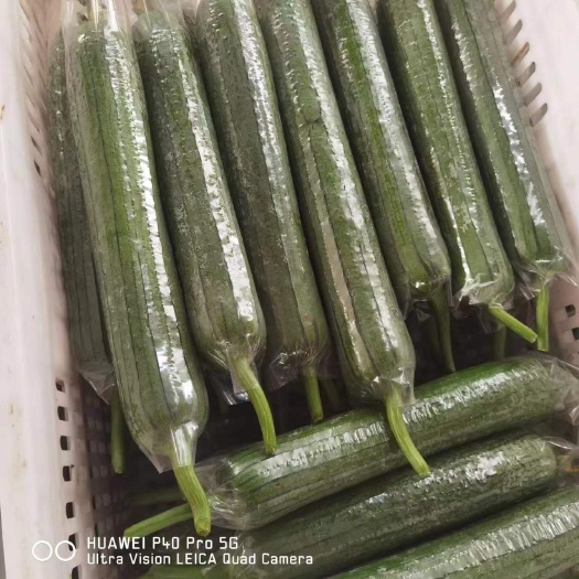 漳州香丝瓜