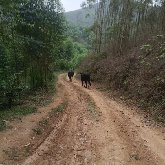 南宁放养跑山牛