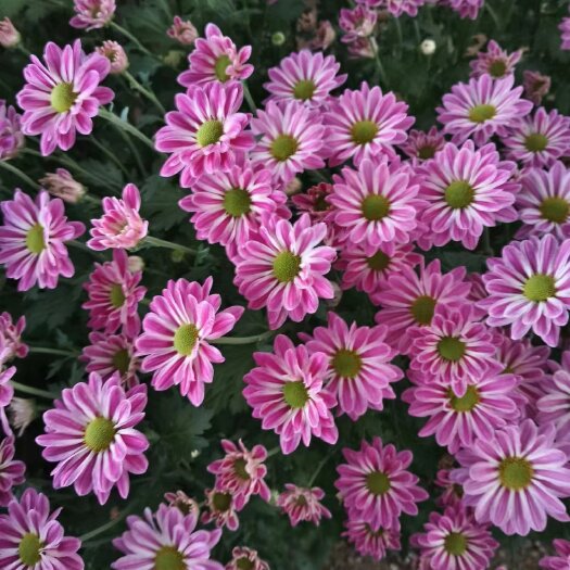 新沂市彩菊