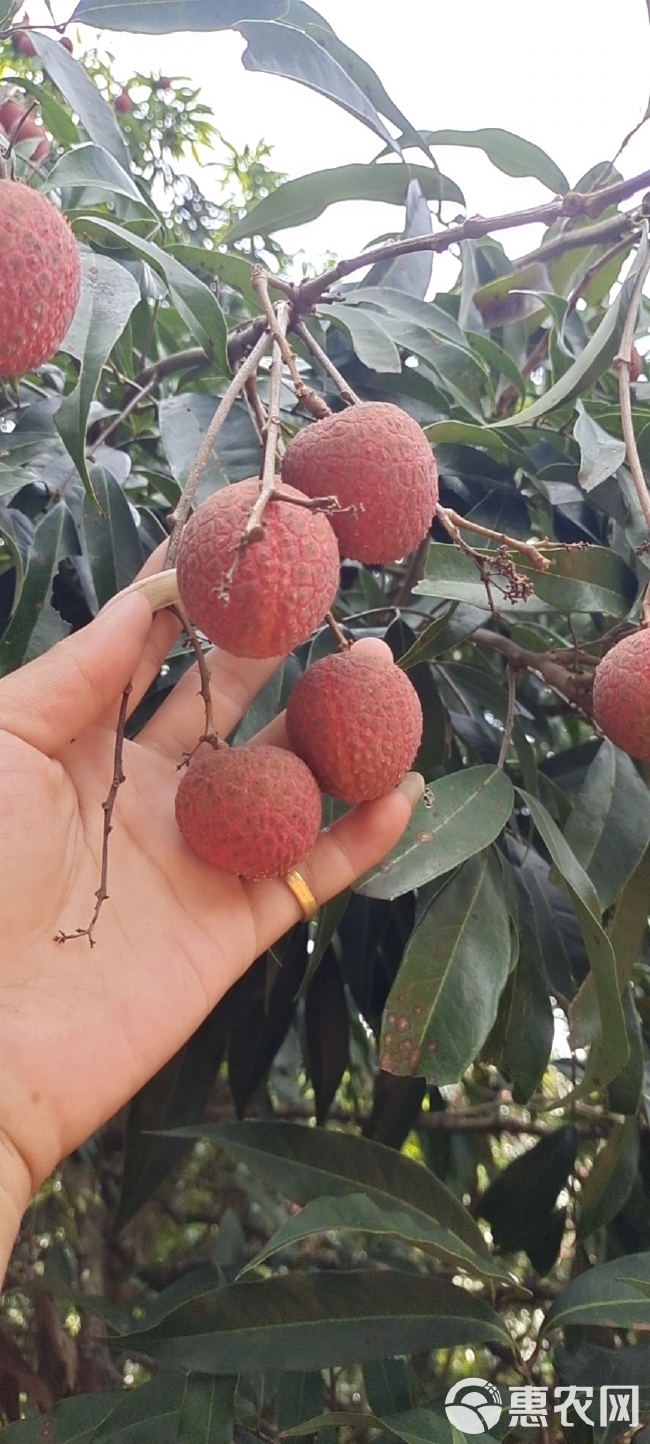 广东省茂名市电白区场地直发黑叶白糖婴白惜妃子笑科技一号荔枝。