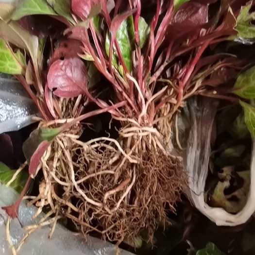 鹿含草