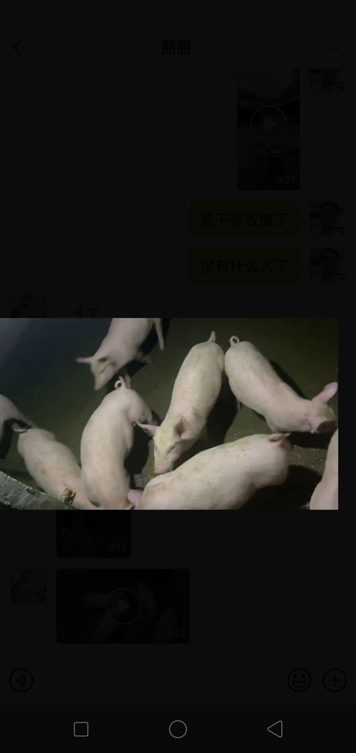 桃江县仔猪