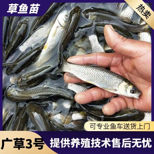 绵阳热销四川草鱼苗 基地提供技术指导 包运输下塘货到付款售后无忧
