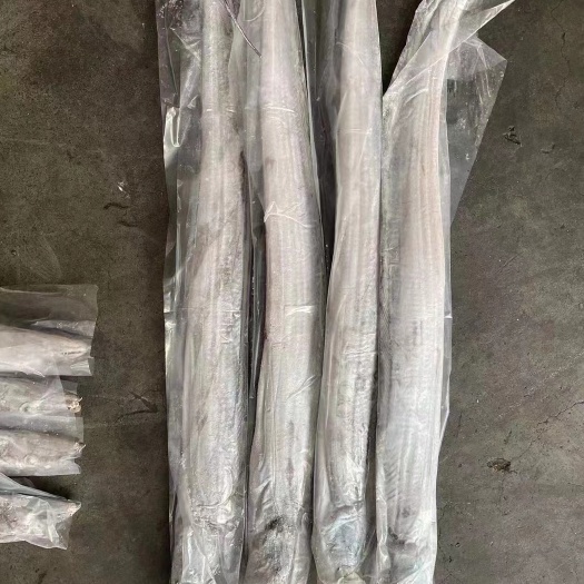 灯光钓带鱼 全规格 质量保证 价格优势