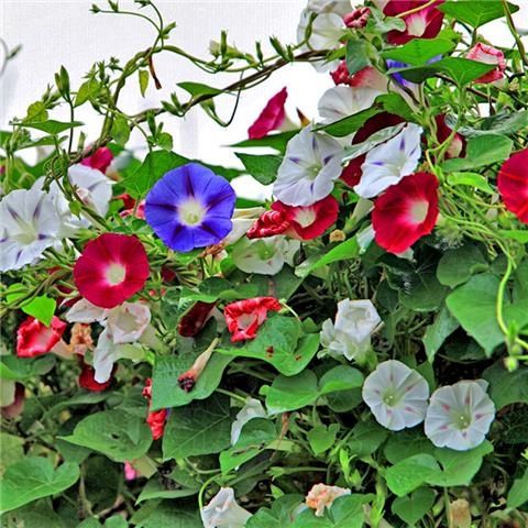 爬藤牵牛花种子，喇叭花，矮牵牛花，四季阳台庭易种花卉种籽批发