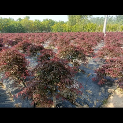 邳州市造型羽毛枫