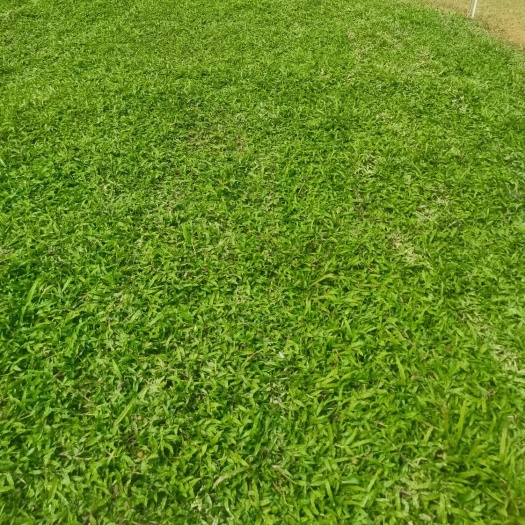 博罗县大叶油草
