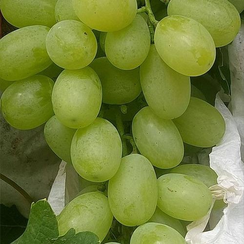 深州市脆甜多汁维多利亚葡萄
