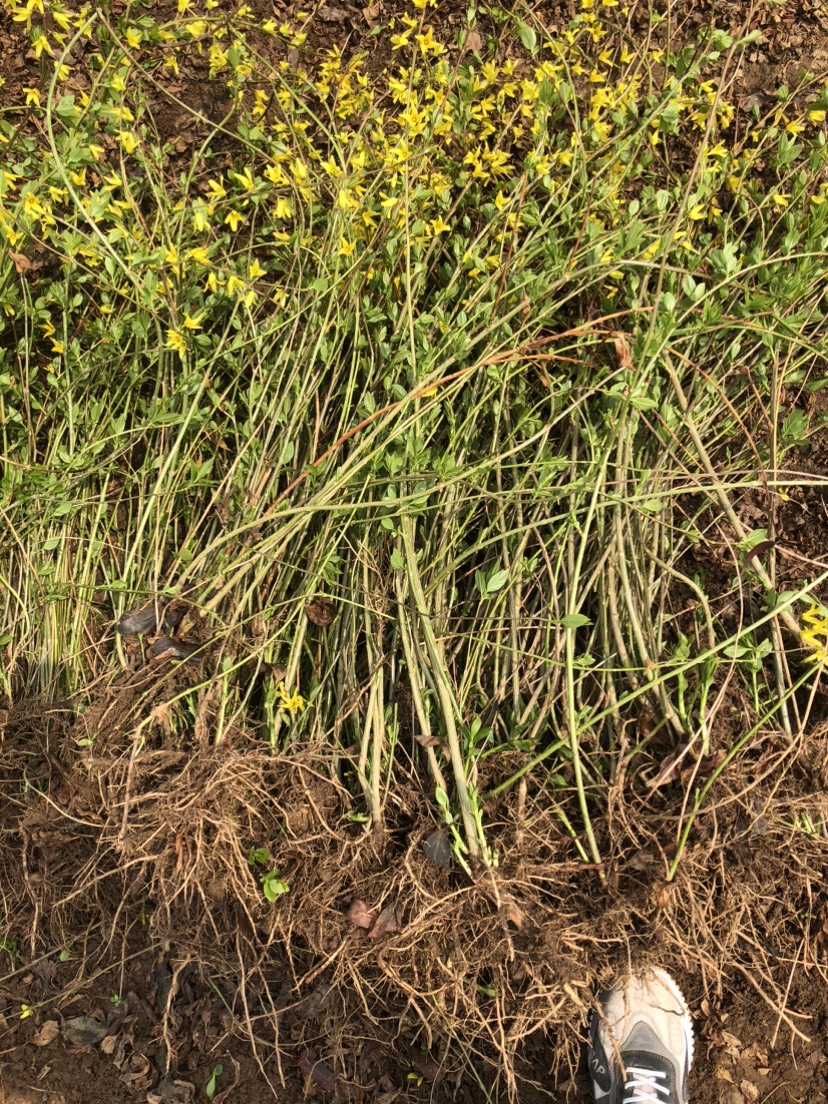 庭院绿化苗木攀缘花卉连翘花连翘苗东北连翘黄花条黄金条树苗