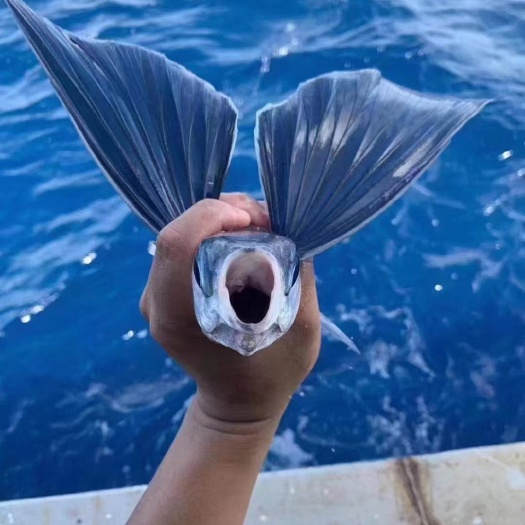 珠海飞鱼，海钓飞鱼，刺身鱼，刺身美味佳肴