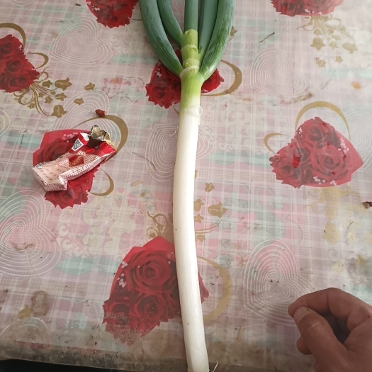 周口货源充足  品质高
