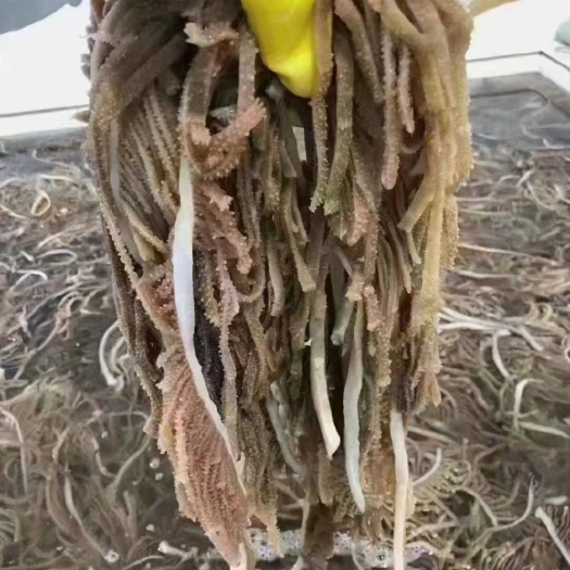 锡林浩特千层