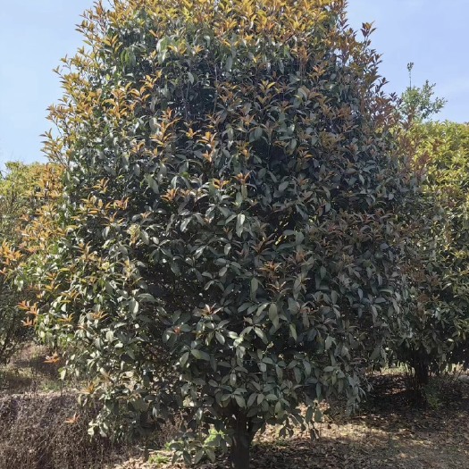 汉中八月桂花树