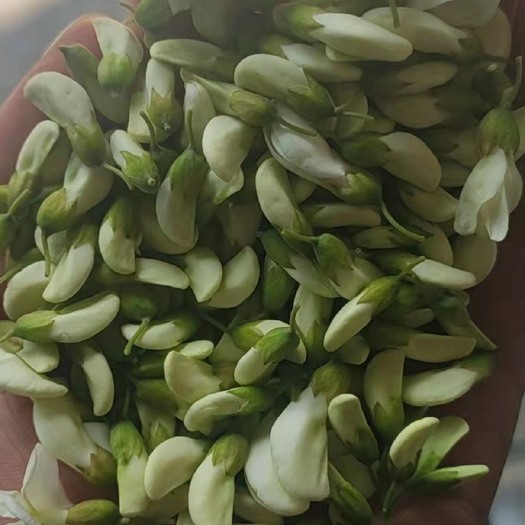 襄樊精品槐花槐米便宜出售