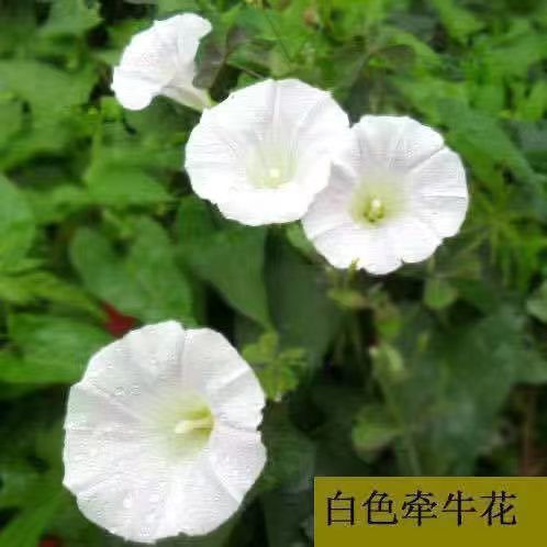 爬藤牵牛花种子，喇叭花，矮牵牛花，四季阳台庭易种花卉种籽批发