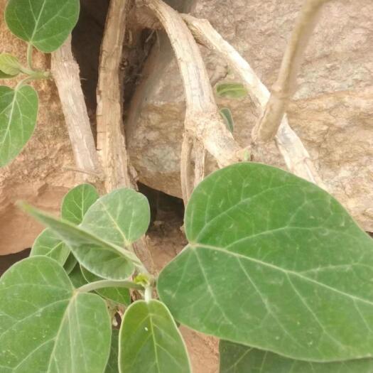 昆明通关藤云南地道药材，段子干片散装批发