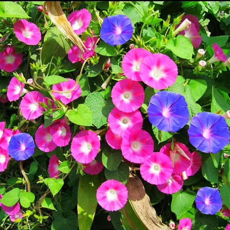爬藤牵牛花种子，喇叭花，矮牵牛花，四季阳台庭易种花卉种籽批发