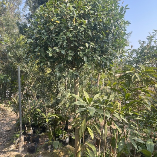 普宁市含笑花树布袋苗易种庭院花园