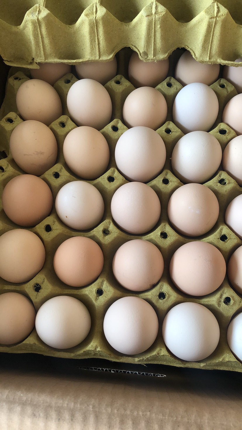 石家庄鸡蛋批发