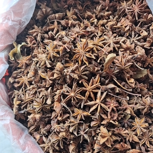 滕州市春花八角