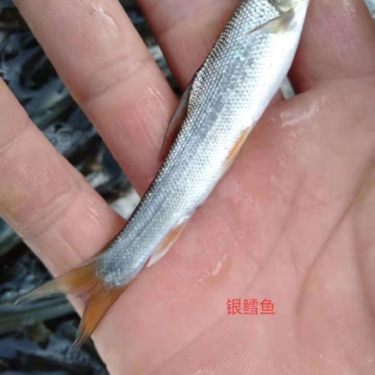 重庆市银鳕鱼苗 鱼场直销一手货源 提供技术支持渝云贵川送货到付款