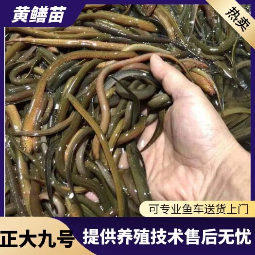 热卖黄鳝苗 正大九号提供养殖技术  包运输包消毒下塘货到付款