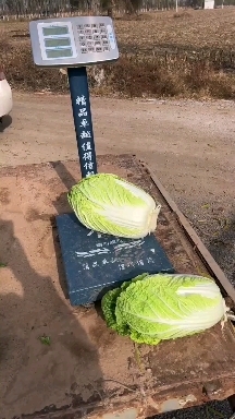 文水县白菜