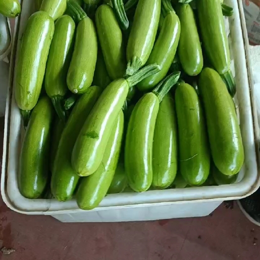 平邑县绿皮西葫芦产地  条直颜色绿个头均匀